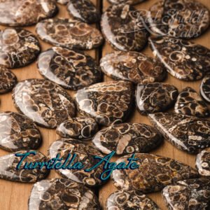 Turritella Agate